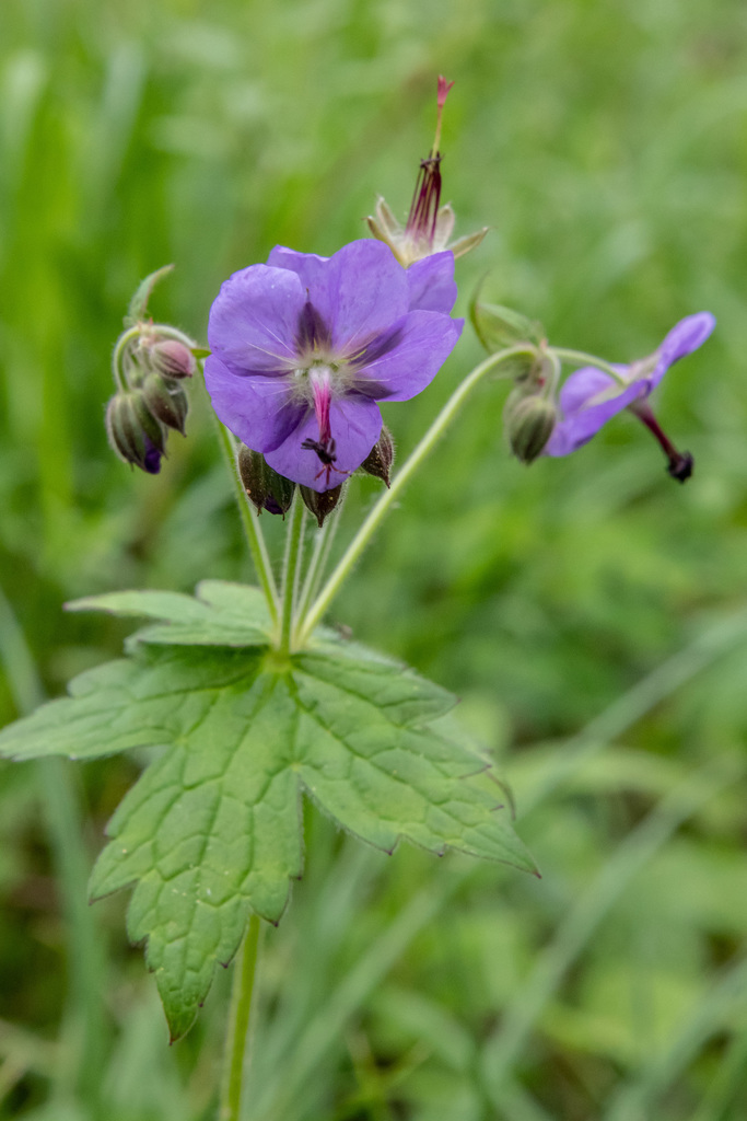 Asiatic crane's-bill