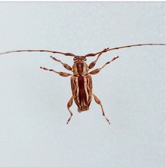 Lamiinae