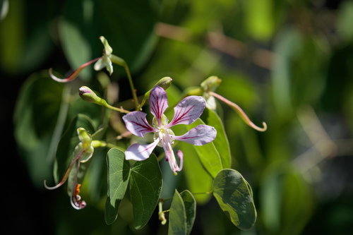 Yunnan bauhinia (Bauhinia yunnanensis)