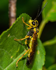 Tenthredo verticalis