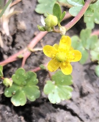 Ranunculus natans
