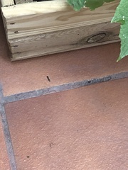Syrphidae