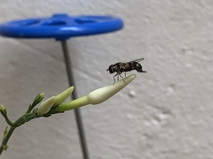 Syrphidae