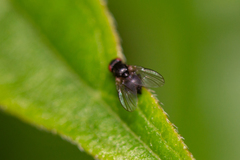 Agromyzinae