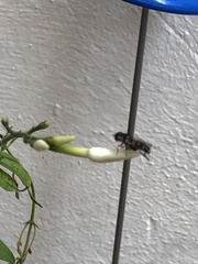 Syrphidae