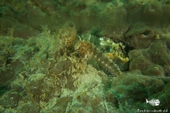 Parablennius tentacularis