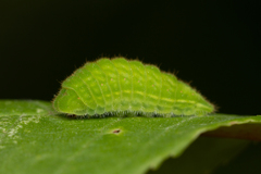 Satyrium calanus