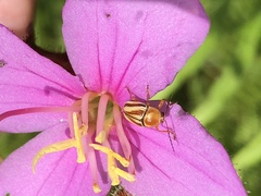 Cryptocephalus obsoletus