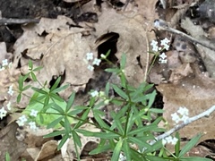 Galium concinnum