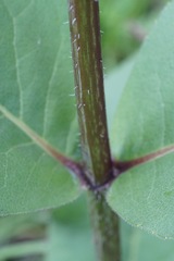 Silphium gracile