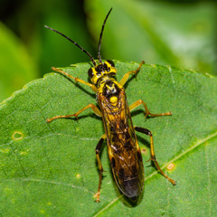 Tenthredo verticalis