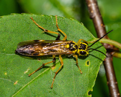 Tenthredo verticalis