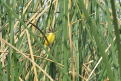 Pseudocolopteryx sclateri