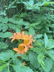 Rhododendron cumberlandense