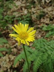 Doronicum plantagineum