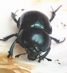 Trypocopris vernalis