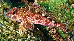 Sebastiscus marmoratus