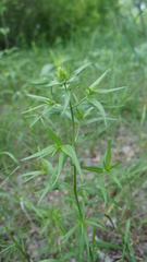 Melampyrum argyrocomum