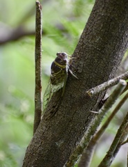 Diceroprocta obscurior