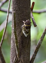 Diceroprocta obscurior