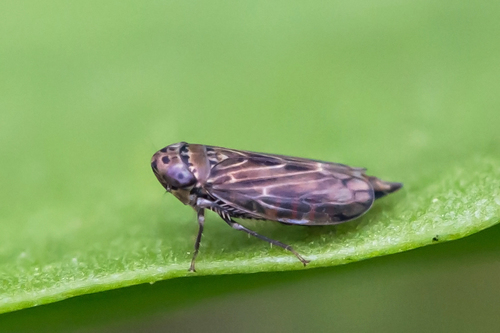 Stirellus bicolor photo 3