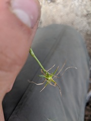 Eremogone capillaris