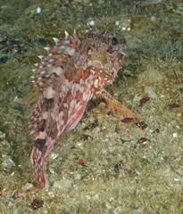 Sebastiscus marmoratus