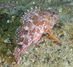 Sebastiscus marmoratus