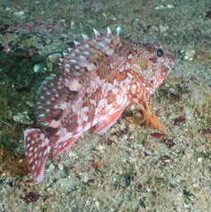 Sebastiscus marmoratus