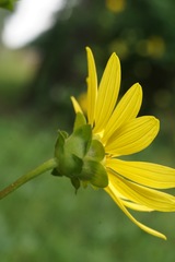 Silphium gracile