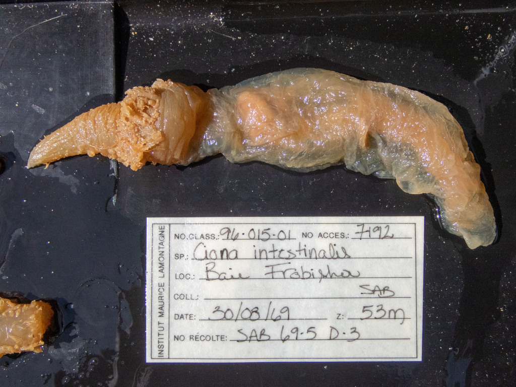 Ciona gelatinosa