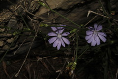 Cichorium pumilum