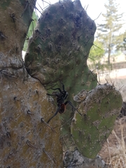 Dugesiella anitahoffmannae