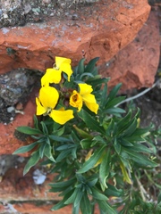 Erysimum