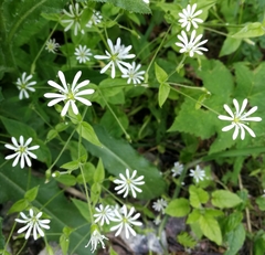 Stellaria nemorum