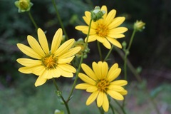 Silphium gracile