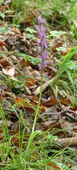 Orchis spitzelii
