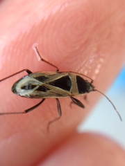 Xanthochilus saturnius