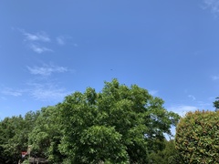 Ictinia mississippiensis