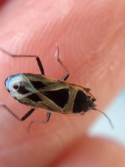 Xanthochilus saturnius