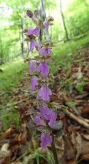 Orchis spitzelii