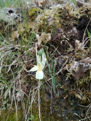 Narcissus triandrus pallidulus
