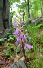 Orchis spitzelii