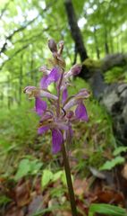 Orchis spitzelii