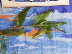 Potamogeton praelongus