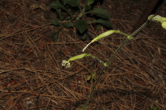 Silene spinescens