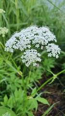 Aegopodium podagraria