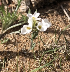 Noccaea cochleariformis