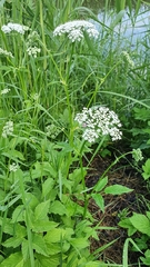 Aegopodium podagraria