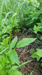 Aegopodium podagraria